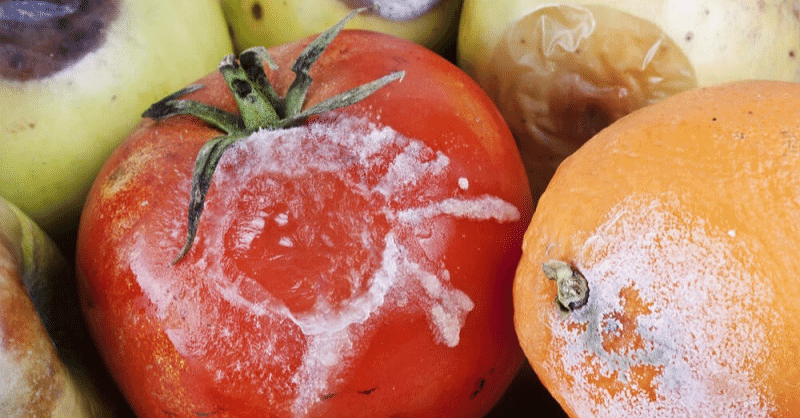 moldy-expired-vegetables-food-safety-awareness